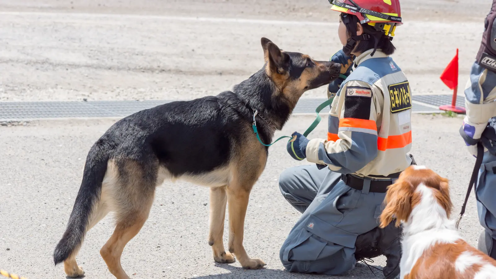 Suchhundeteam beim Mantrailing
